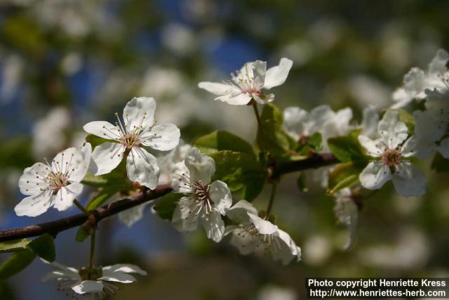 Photo: Prunus domestica 13.