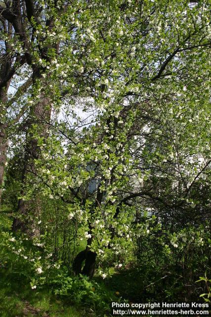 Photo: Prunus domestica 14.