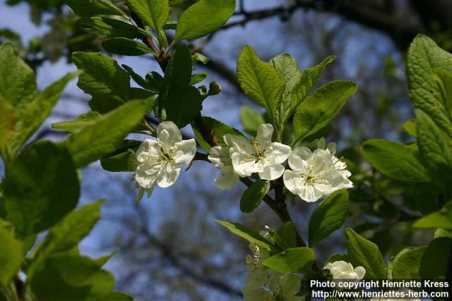 Photo: Prunus domestica 15.