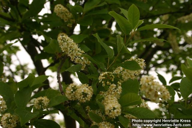 Photo: Prunus virginiana 11.