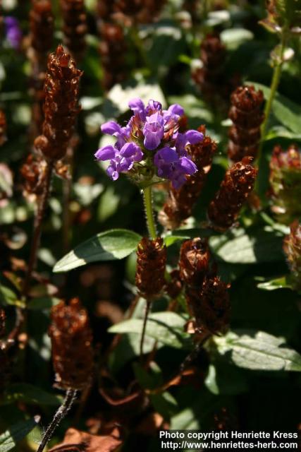 Photo: Prunella grandiflora 8.