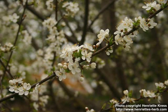 Photo: Prunus cerasus 4.