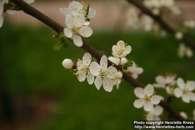 Photo: Prunus cerasus 5.