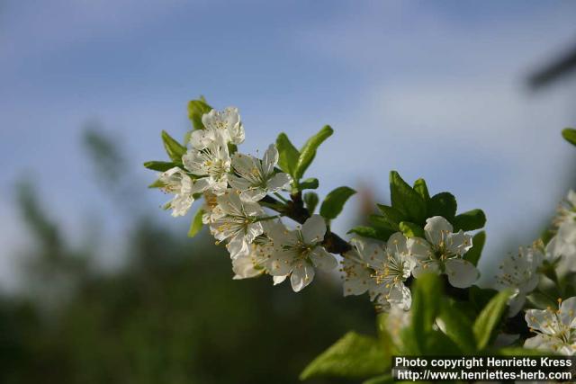 Photo: Prunus domestica 19.