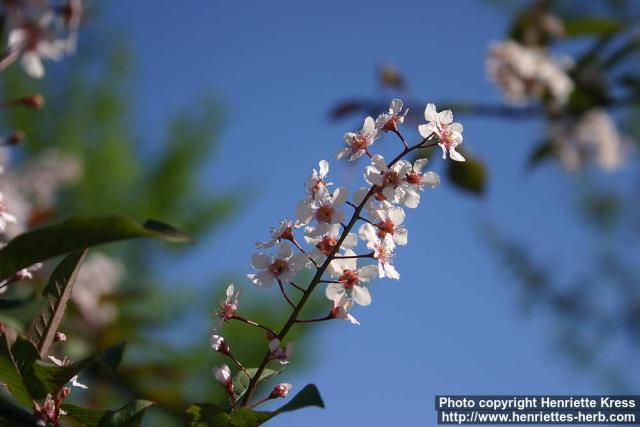 Photo: Prunus padus 27.