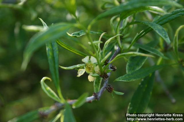 Photo: Prinsepia sinensis 4.