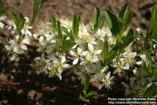 Photo: Prunus pumila 4.