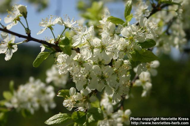 Photo: Prunus domestica 21.