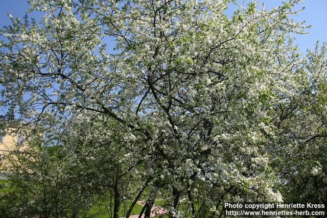 Photo: Prunus spinosa 2.