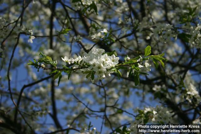 Photo: Prunus spinosa 3.