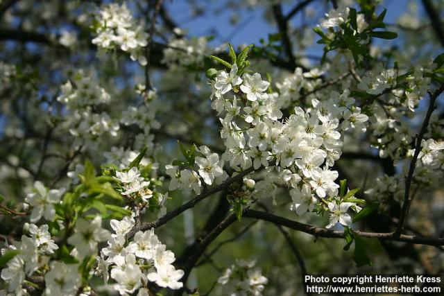 Photo: Prunus spinosa 5.