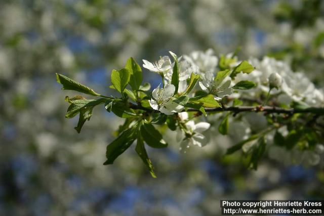 Photo: Prunus spinosa 8.