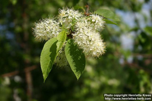 Photo: Prunus maackii 09.