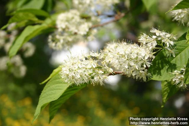 Photo: Prunus maackii 10.