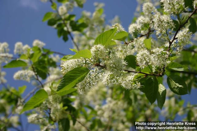 Photo: Prunus maackii 12.