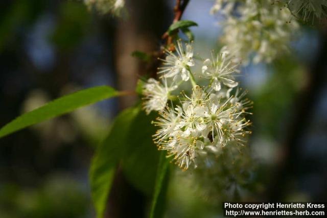 Photo: Prunus maackii 15.