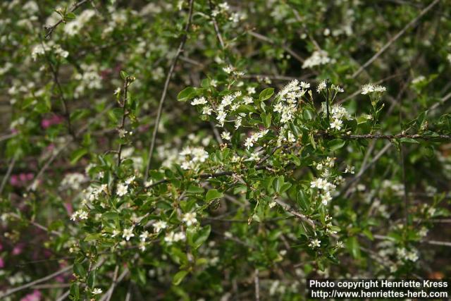 Photo: Prunus mahaleb 0.