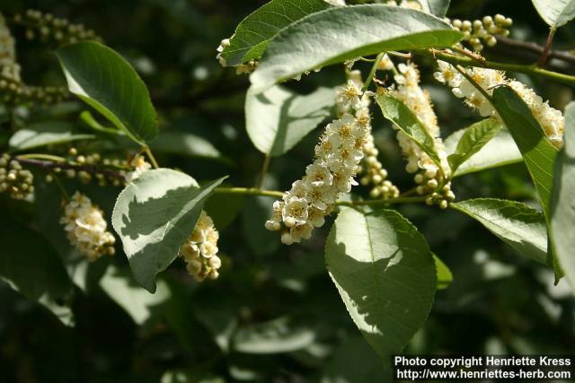 Photo: Prunus virginiana 20.