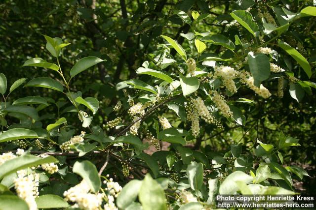 Photo: Prunus virginiana 22.