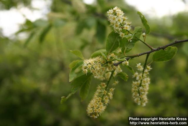 Photo: Prunus virginiana 23.