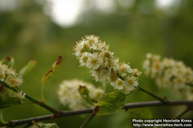 Photo: Prunus virginiana 25.