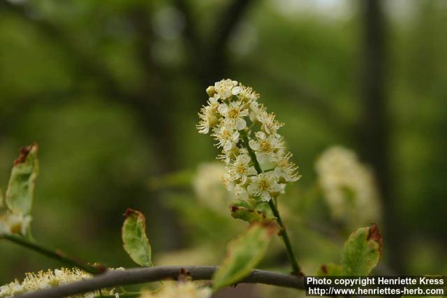 Photo: Prunus virginiana 26.