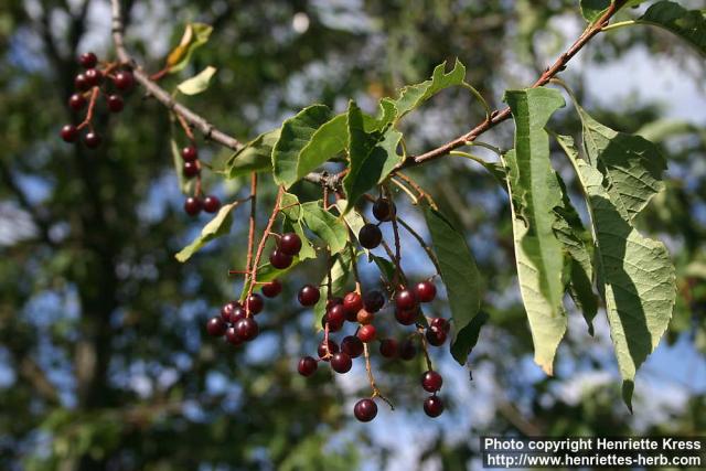 Photo: Prunus padus 29.