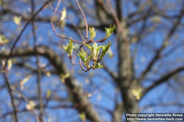 Photo: Prunus padus 34.