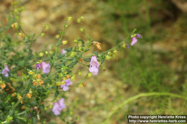 Photo: Prostanthera denticulata 0.