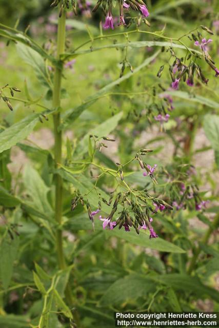 Photo: Prenanthes purpurea 0.