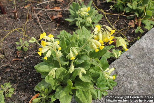 Photo: Primula veris 3.