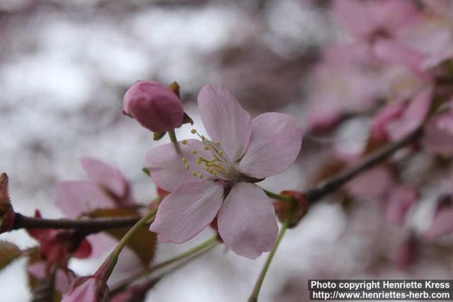 Photo: Prunus padus 37.