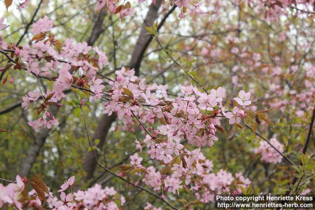 Photo: Prunus padus 38.