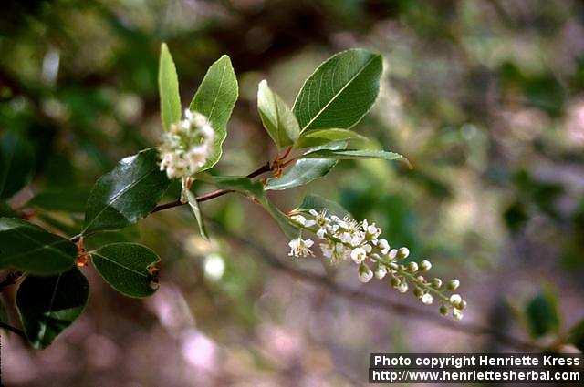 Photo: Prunus virginiana 2.