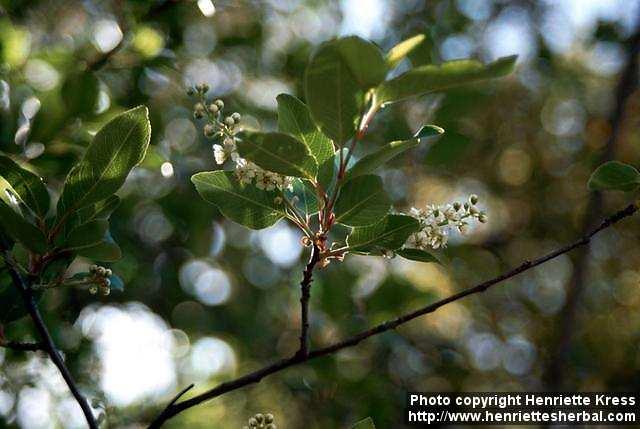 Photo: Prunus virginiana 3.