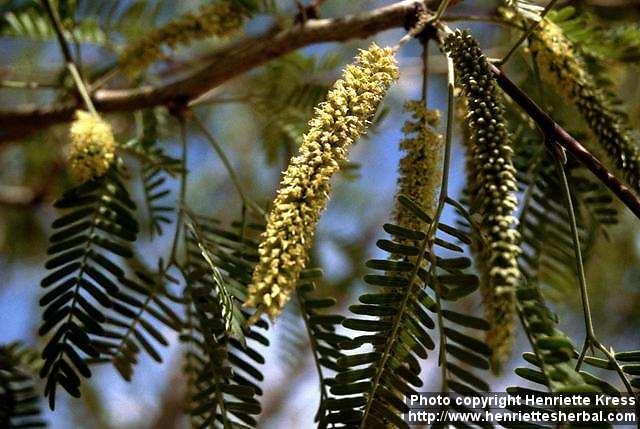 Photo: Prosopis 1.