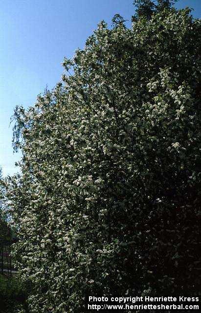 Photo: Prunus padus 2.