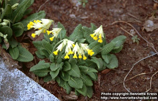 Photo: Primula veris.