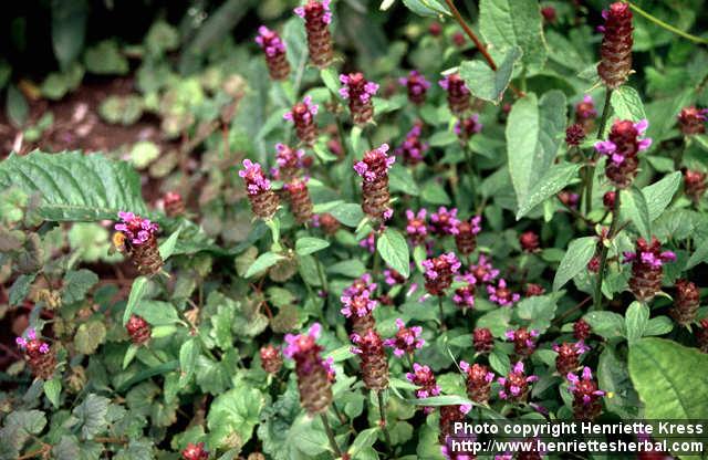 Photo: Prunella vulgaris 4.