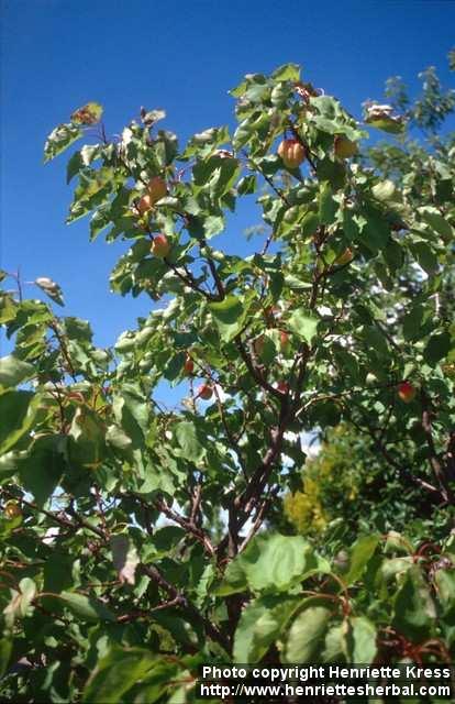 Photo: Prunus armeniaca 1.