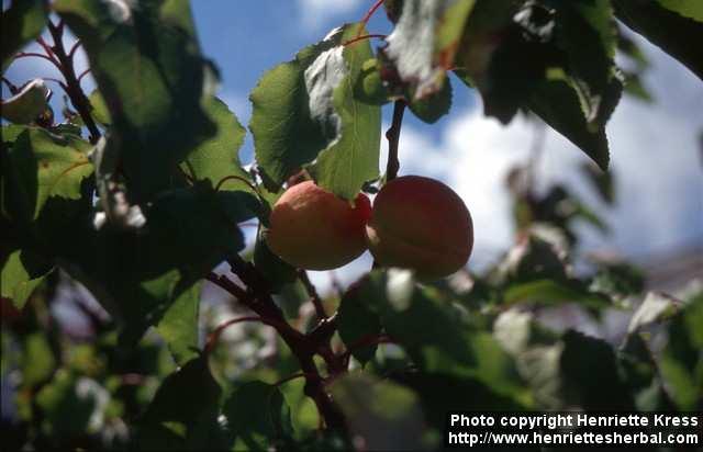 Photo: Prunus armeniaca 2.