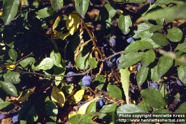 Photo: Prunus domestica.