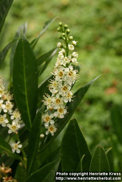 Photo: Prunus laurocerasus 3.