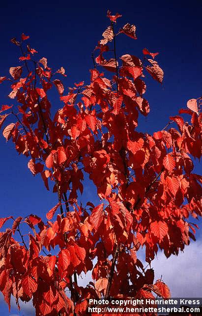 Photo: Prunus sargentii.