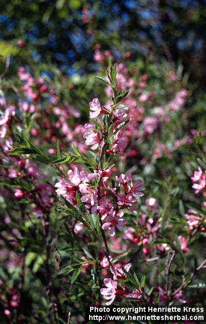 Photo: Prunus tenella 2.