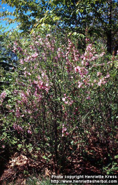 Photo: Prunus tenella 3.