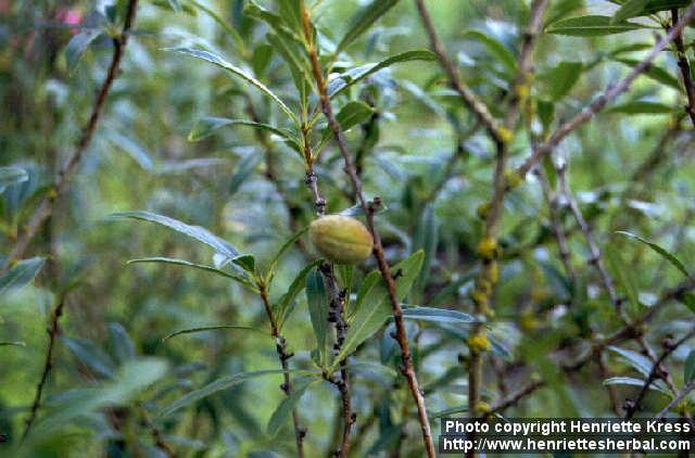 Photo: Prunus tenella.