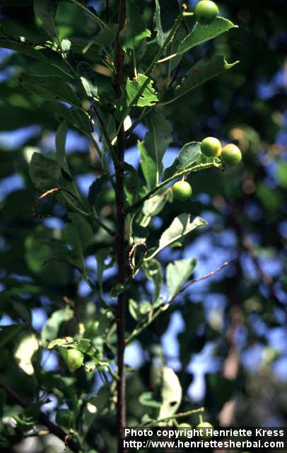 Photo: Prunus virginiana 1.