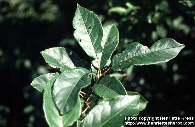 Photo: Prunus virginiana.