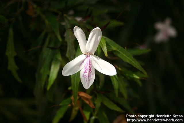 Photo: Pseuderanthemum sinuatum 1.